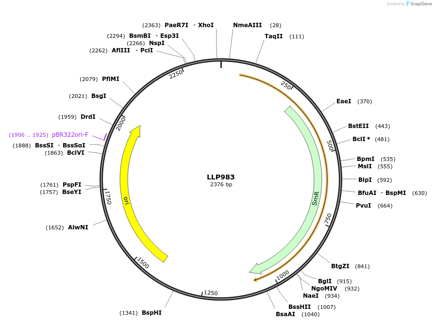 239905-plasmid-map-sequence-id-486320