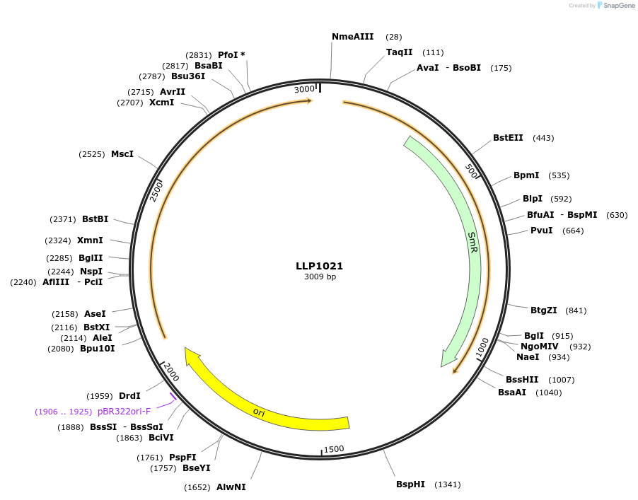 239943-plasmid-map-sequence-id-486322