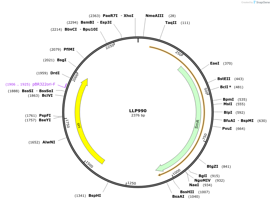239912-plasmid-map-sequence-id-486324