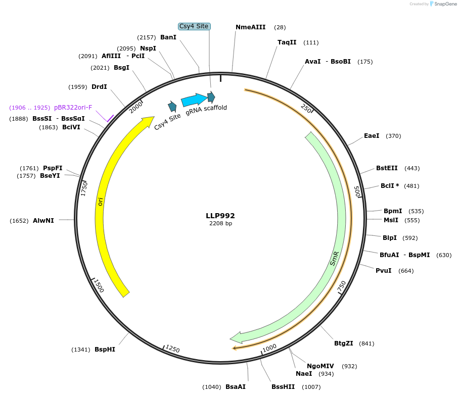 239914-plasmid-map-sequence-id-486326