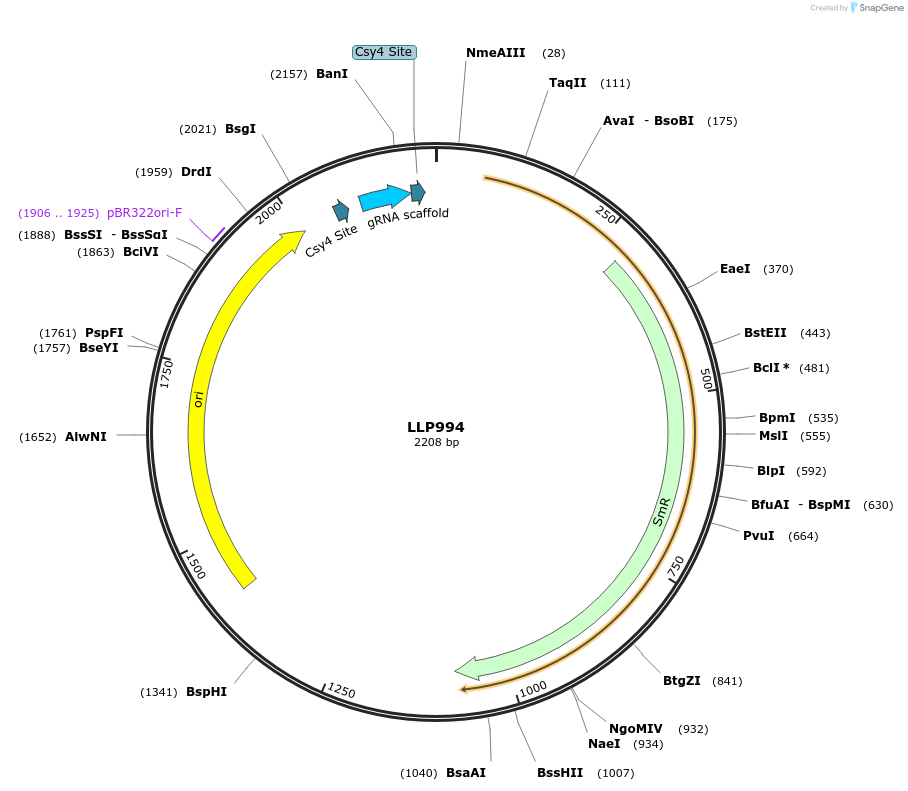 239916-plasmid-map-sequence-id-486328