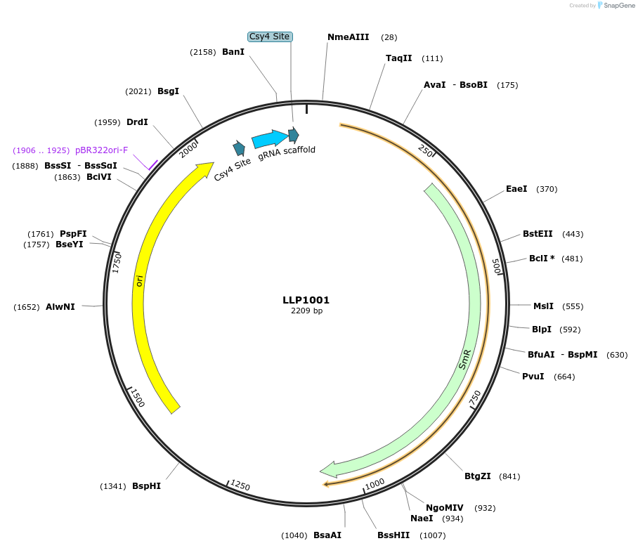 239923-plasmid-map-sequence-id-486329