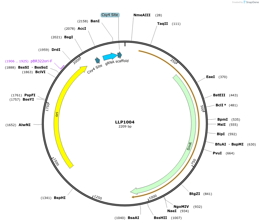 239926-plasmid-map-sequence-id-486331