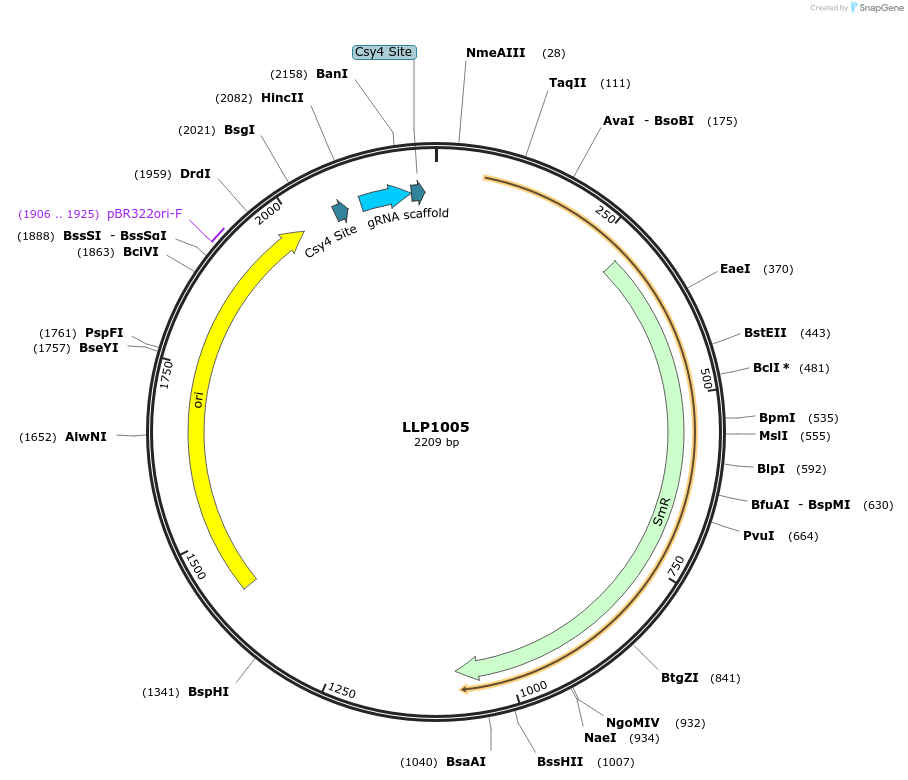 239927-plasmid-map-sequence-id-486332