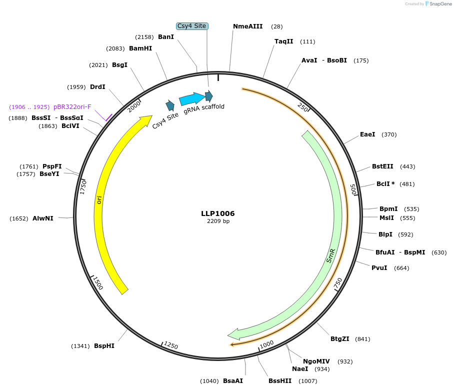 239928-plasmid-map-sequence-id-486333