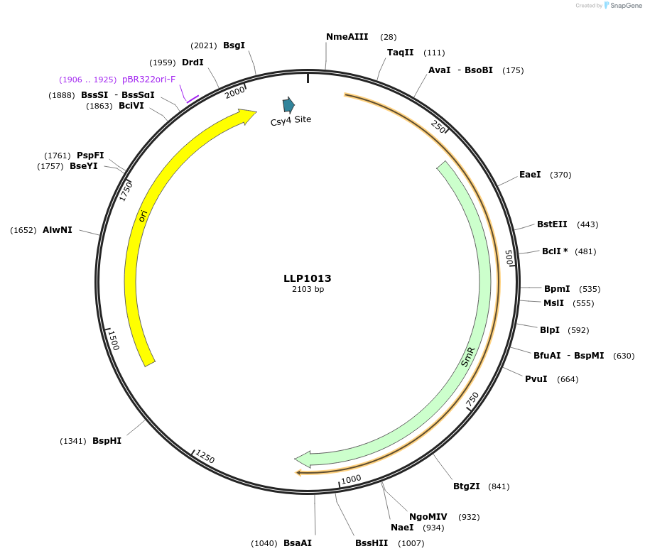 239935-plasmid-map-sequence-id-486334