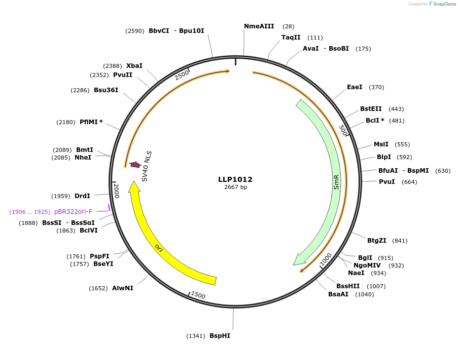 239934-plasmid-map-sequence-id-486336