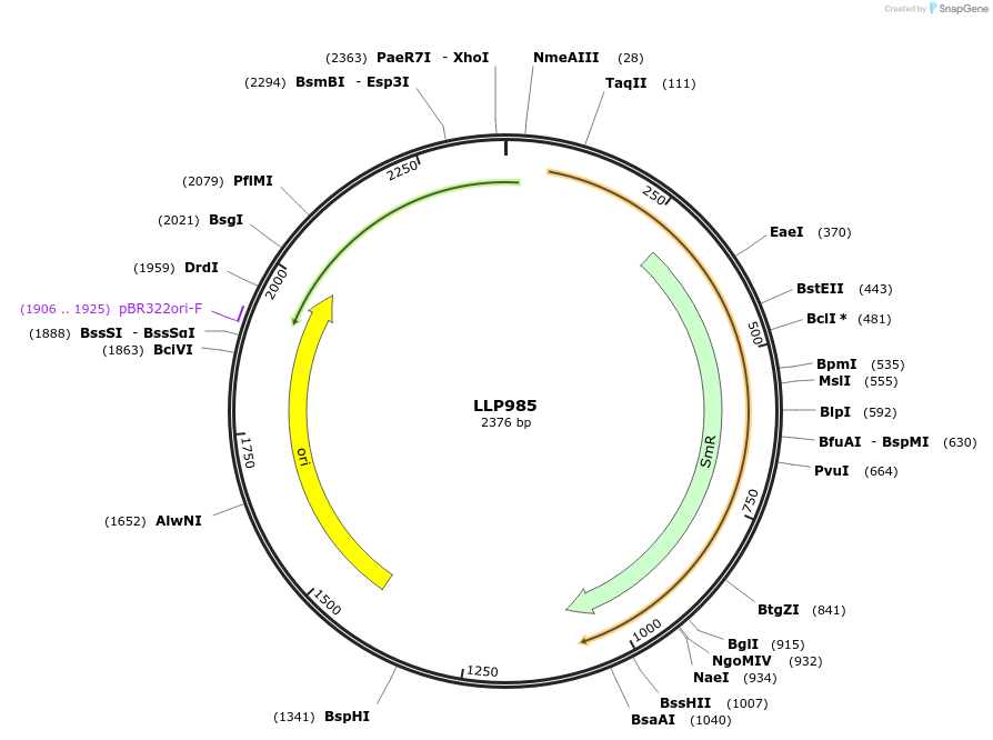 239907-plasmid-map-sequence-id-486337