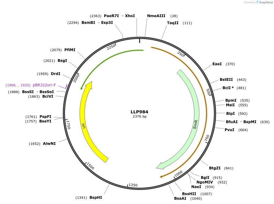 239906-plasmid-map-sequence-id-486341