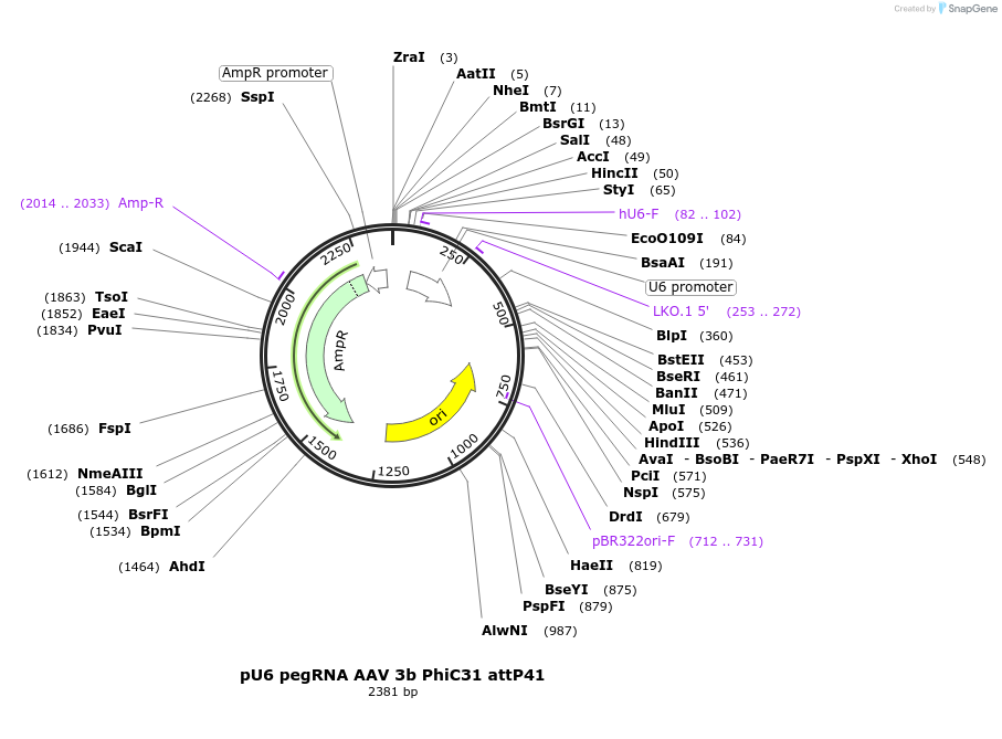 242883-plasmid-map-sequence-id-486363