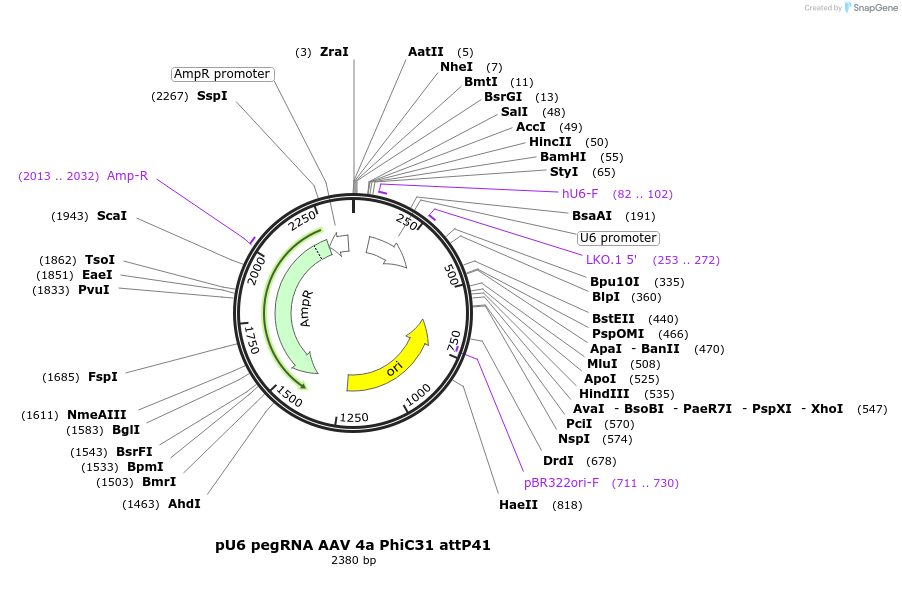 242882-plasmid-map-sequence-id-486372