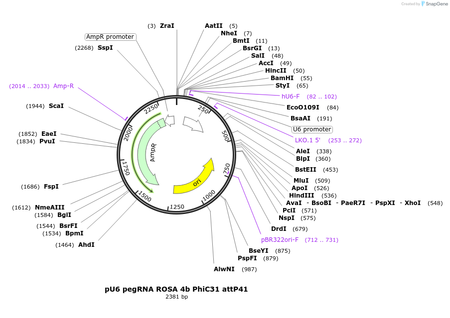 242881-plasmid-map-sequence-id-486390