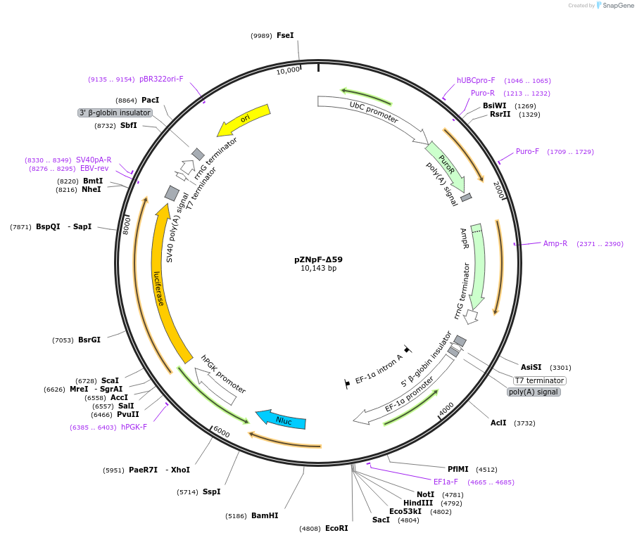245365-plasmid-map-sequence-id-486423