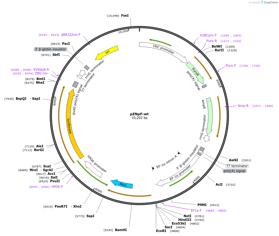 245364-plasmid-map-sequence-id-486424