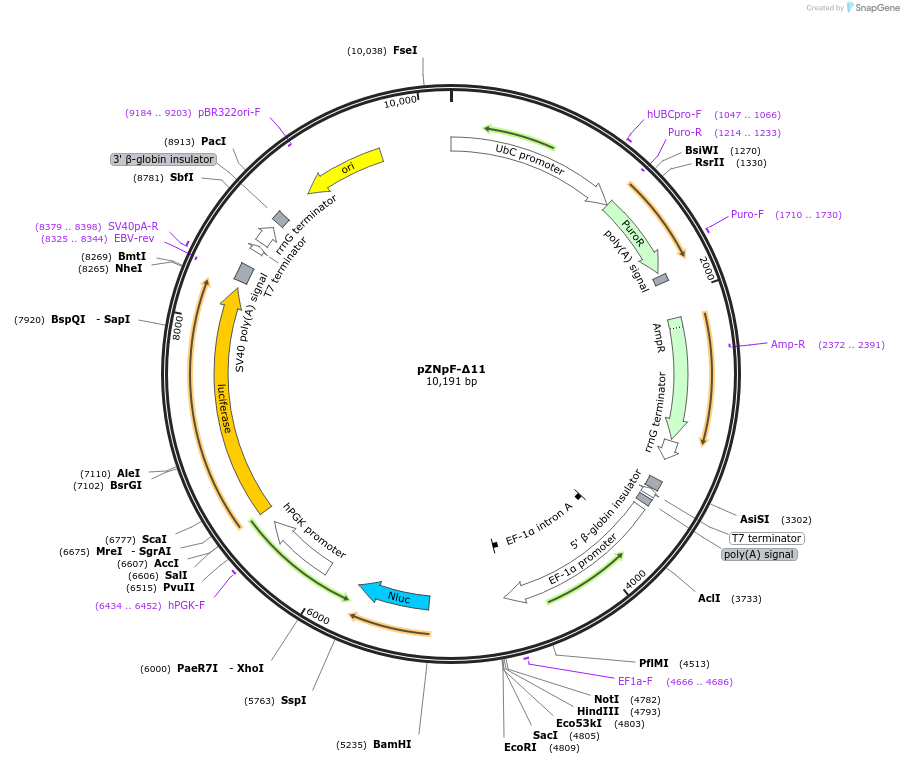245366-plasmid-map-sequence-id-486425