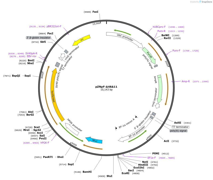 245369-plasmid-map-sequence-id-486428
