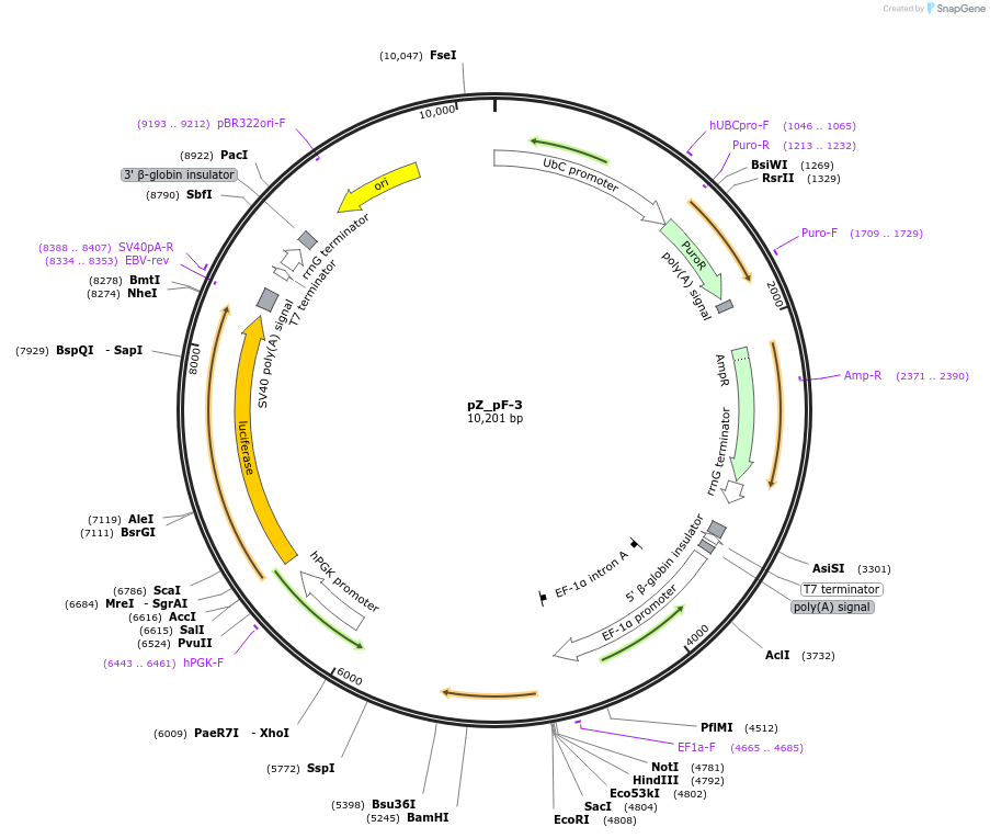 245374-plasmid-map-sequence-id-486430