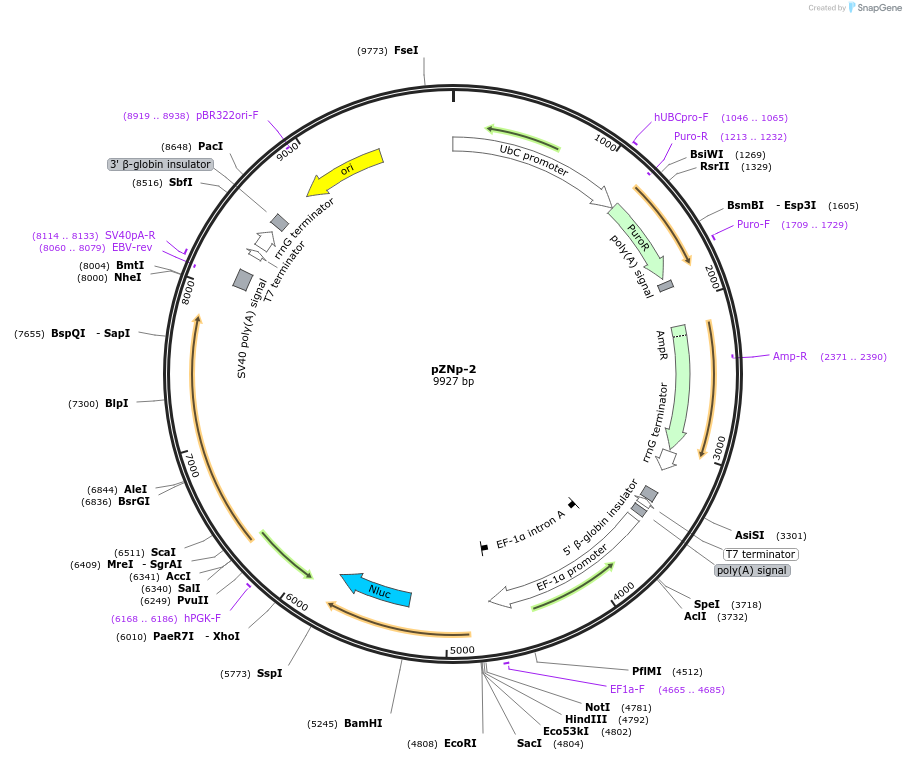 245373-plasmid-map-sequence-id-486431