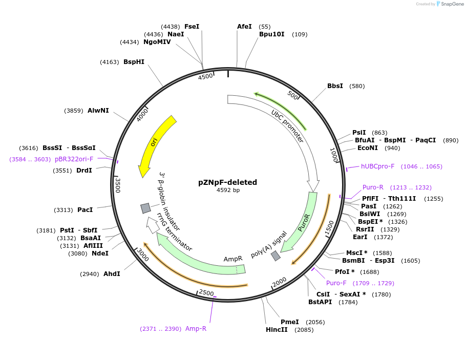 245372-plasmid-map-sequence-id-486432