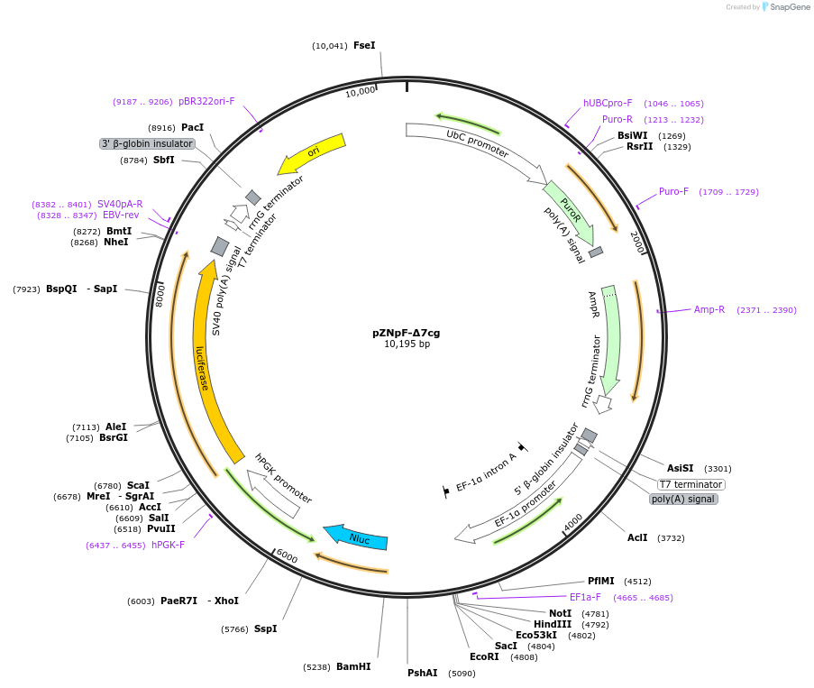 245371-plasmid-map-sequence-id-486433