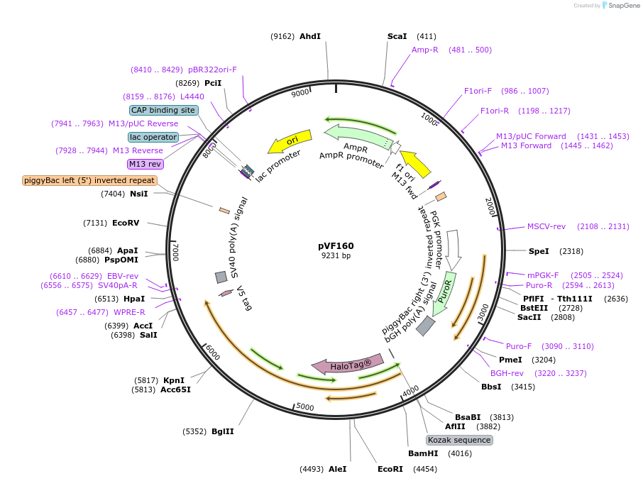 240171-plasmid-map-sequence-id-486438