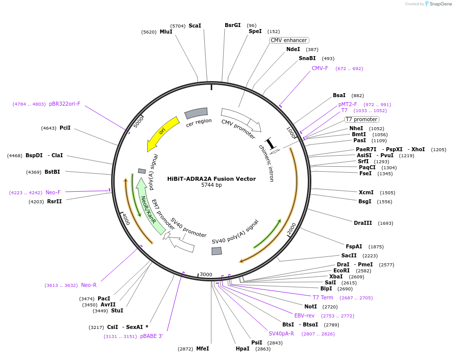 238623-plasmid-map-sequence-id-486458