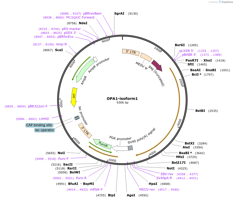 70173-plasmid-map-sequence-id-486497