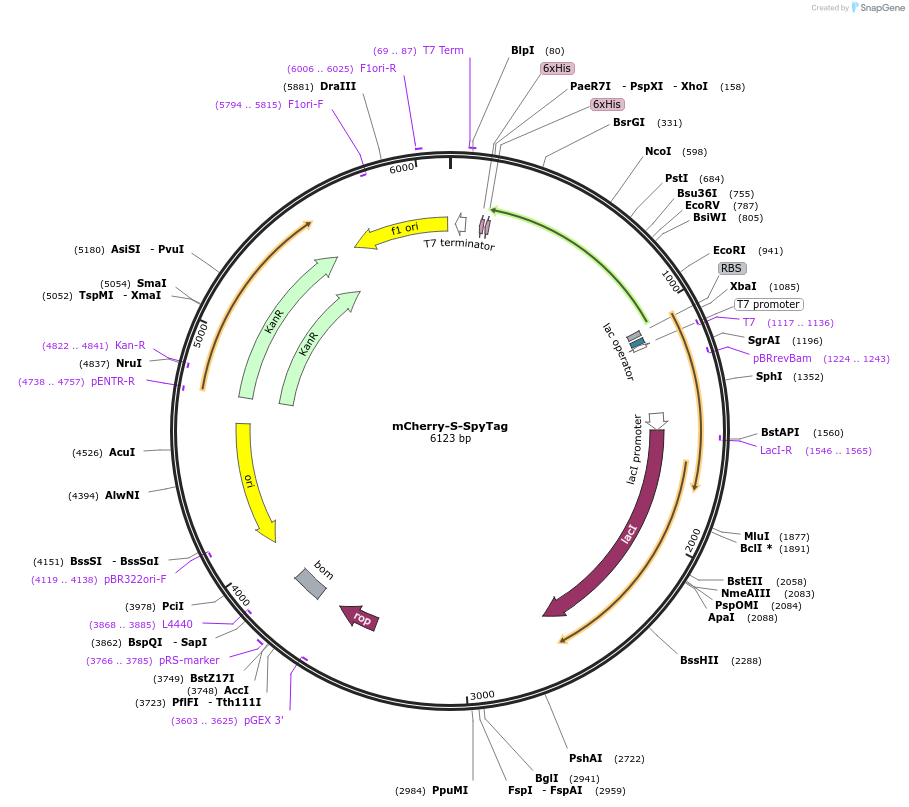 243786-plasmid-map-sequence-id-486522