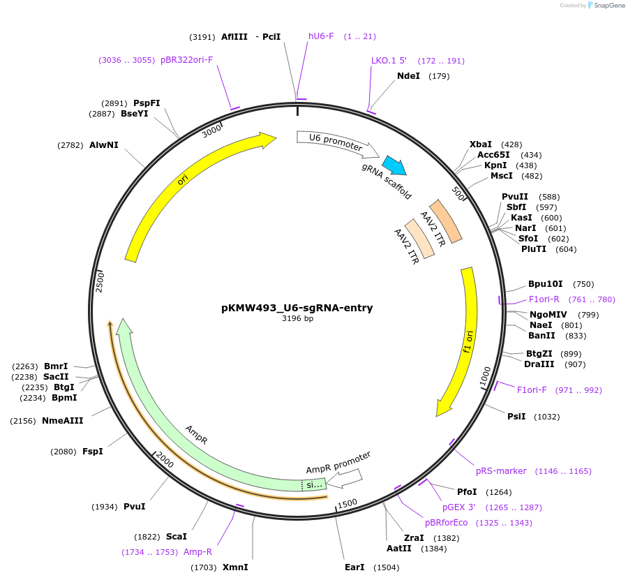 244823-plasmid-map-sequence-id-486530