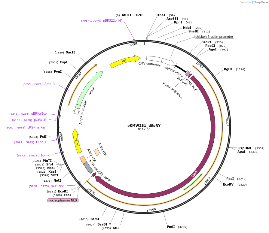 244822-plasmid-map-sequence-id-486583