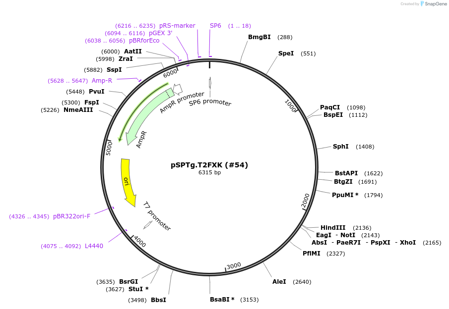 35963-plasmid-map-sequence-id-486624