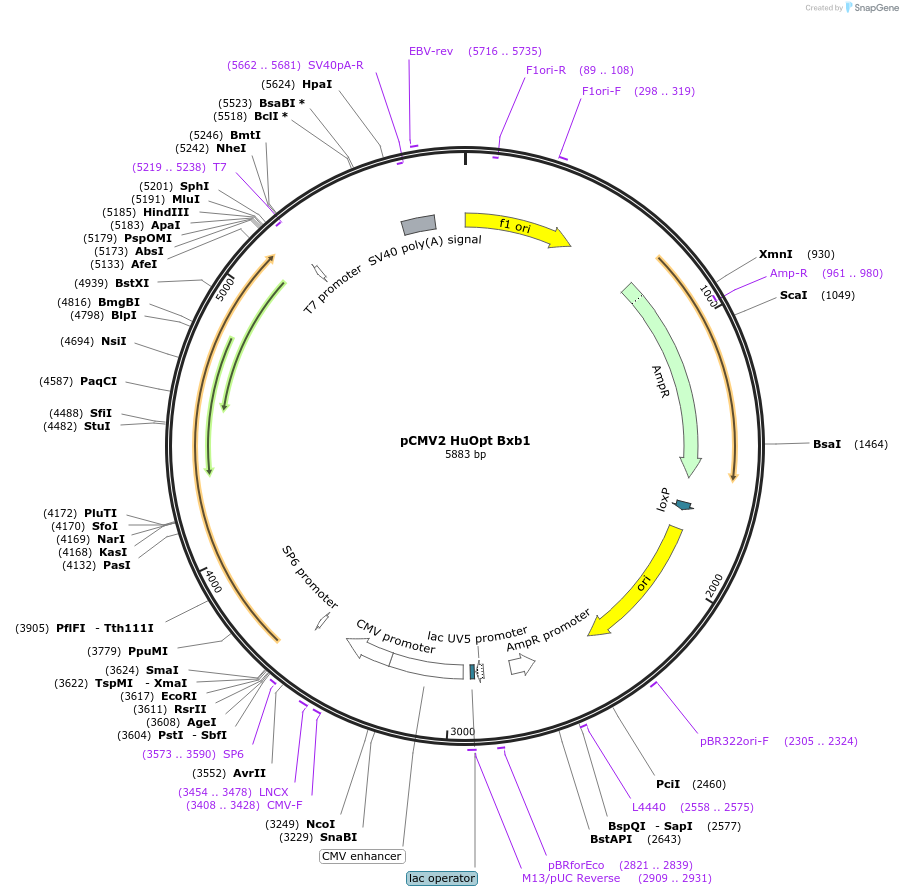 242869-plasmid-map-sequence-id-486634
