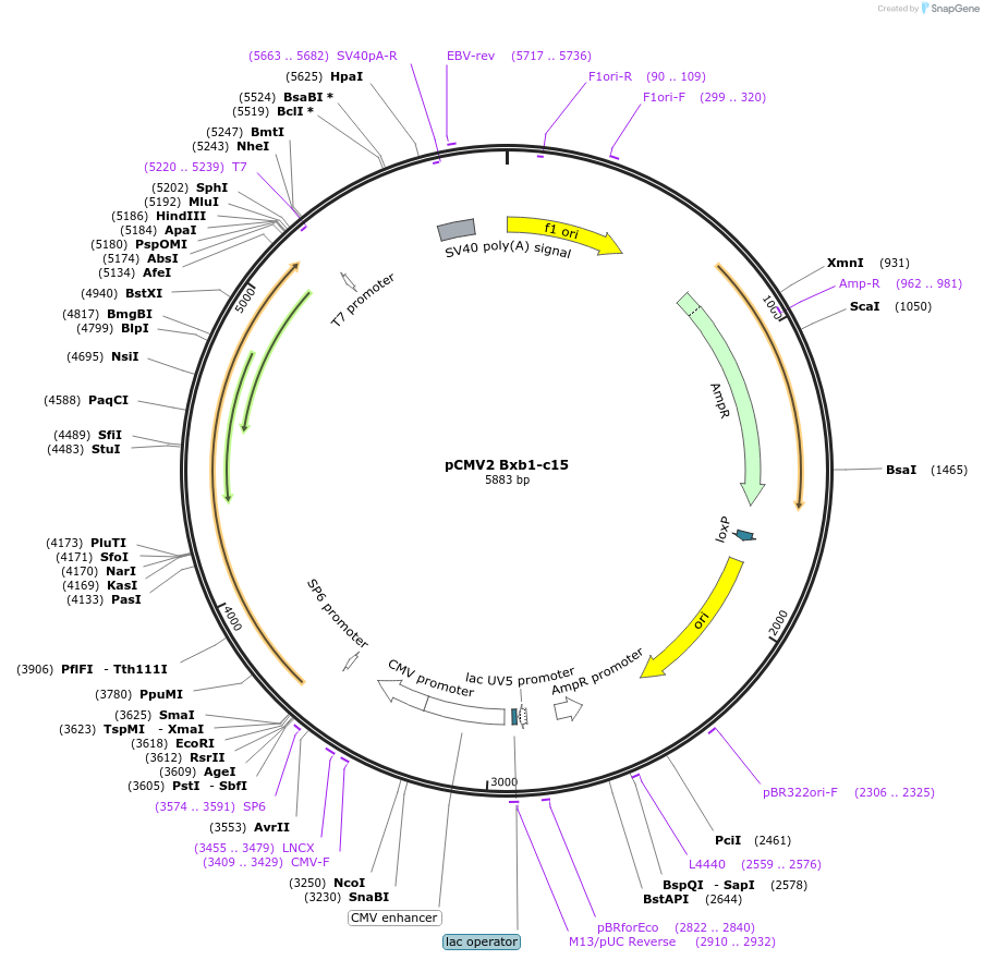 242873-plasmid-map-sequence-id-486639