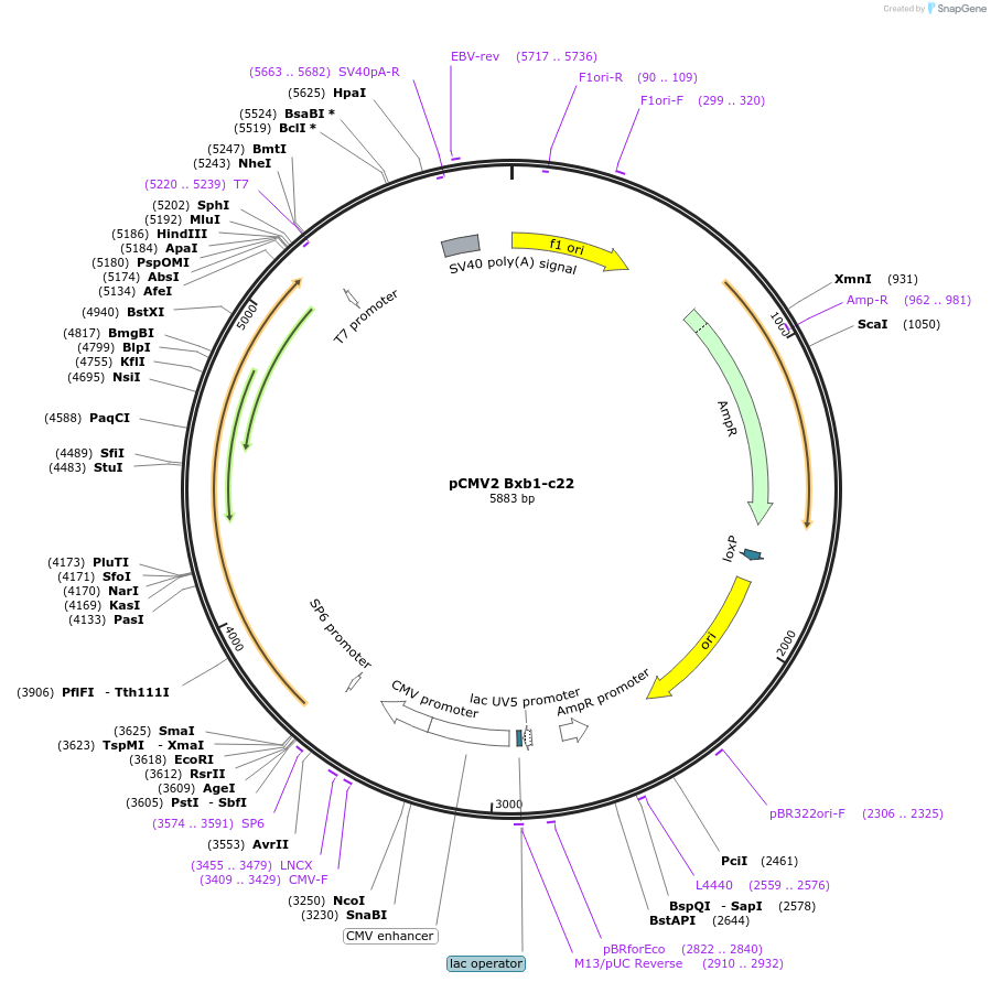 242874-plasmid-map-sequence-id-486641