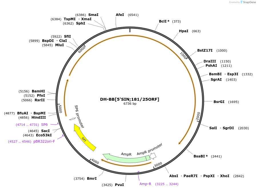 242479-plasmid-map-sequence-id-486660