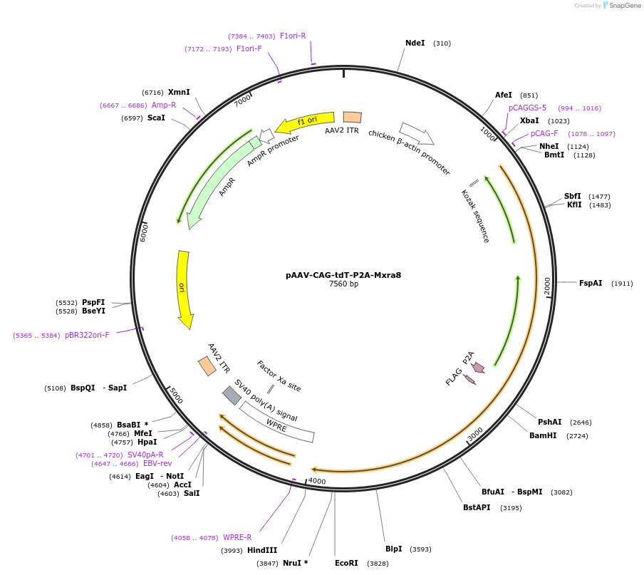 242477-plasmid-map-sequence-id-486662