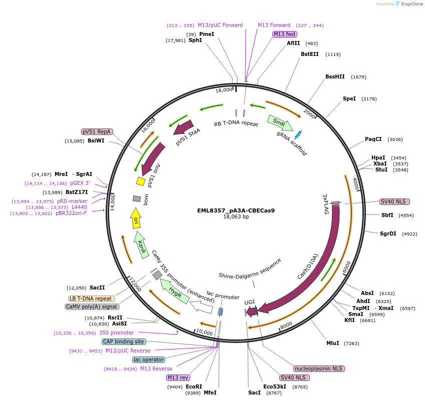234352-plasmid-map-sequence-id-486665