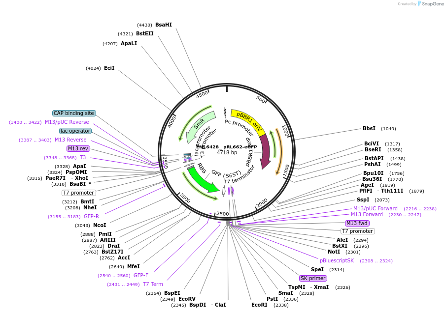 234350-plasmid-map-sequence-id-486666