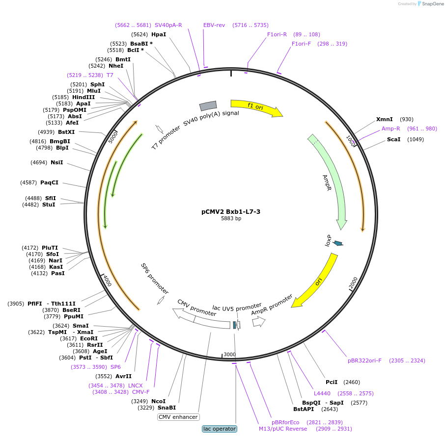 242870-plasmid-map-sequence-id-486671