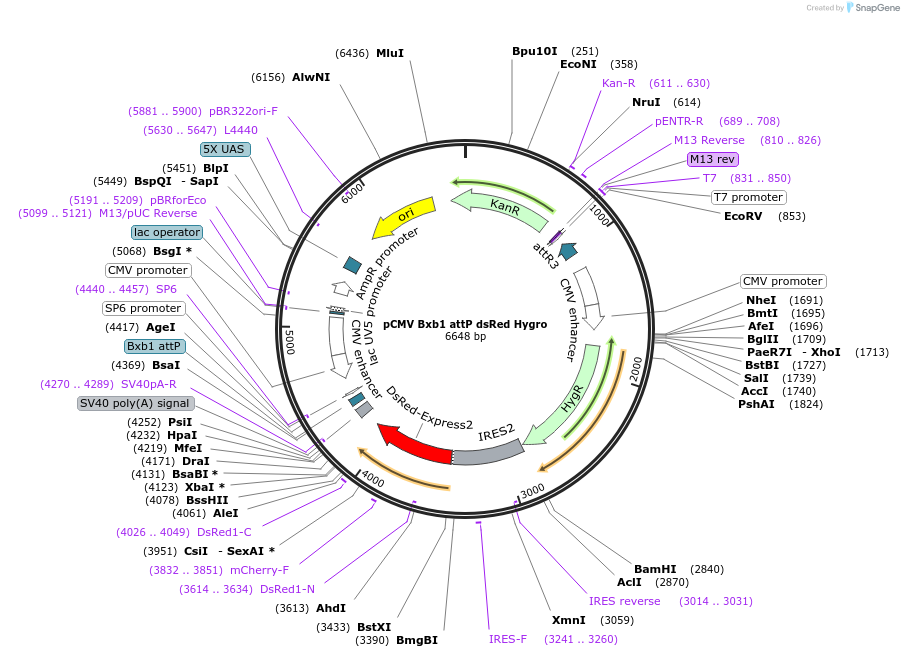 242884-plasmid-map-sequence-id-486674