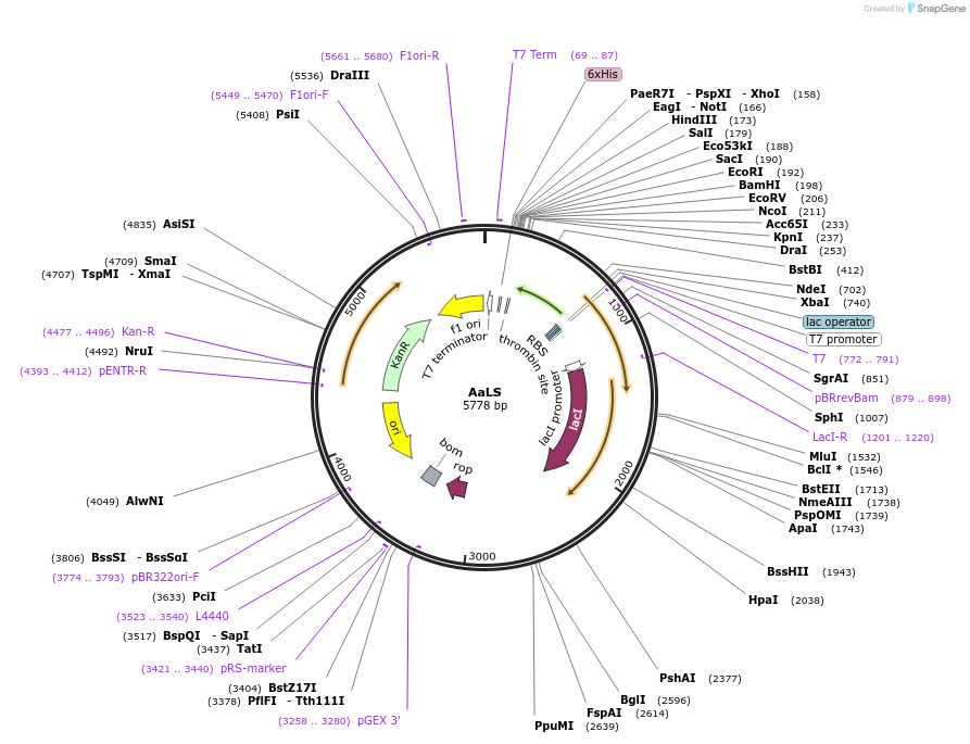 242101-plasmid-map-sequence-id-486681