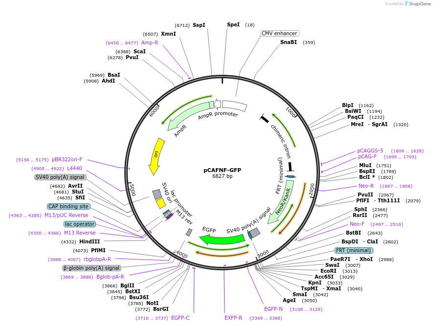 13772-plasmid-map-sequence-id-486708