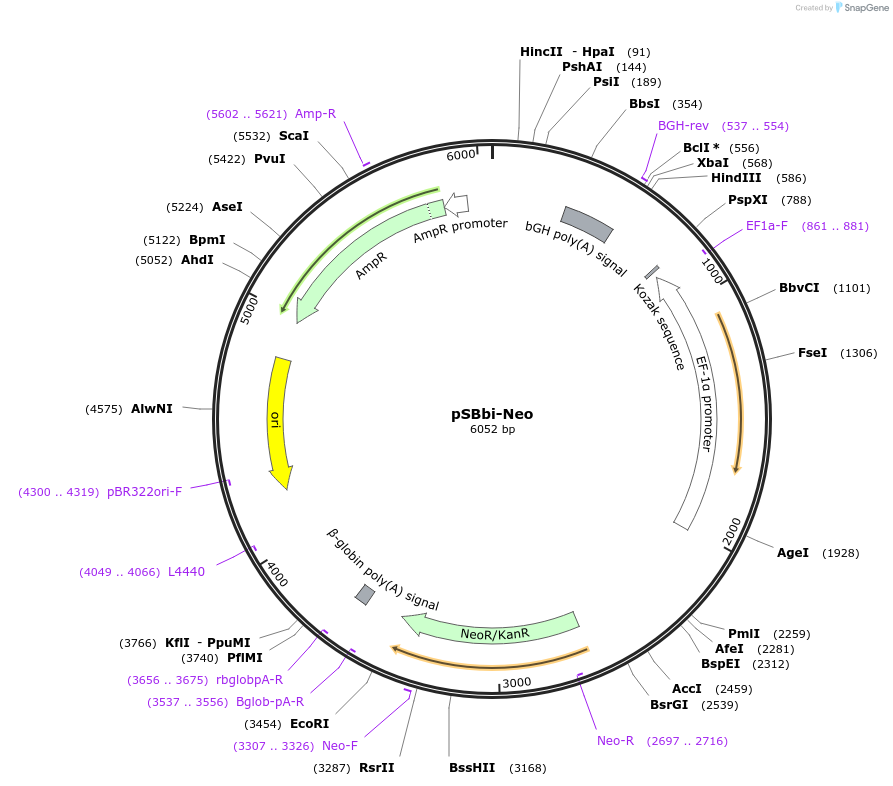 60525-plasmid-map-sequence-id-486715