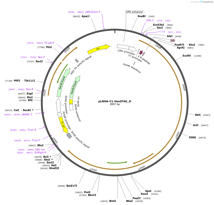 147087-plasmid-map-sequence-id-486747