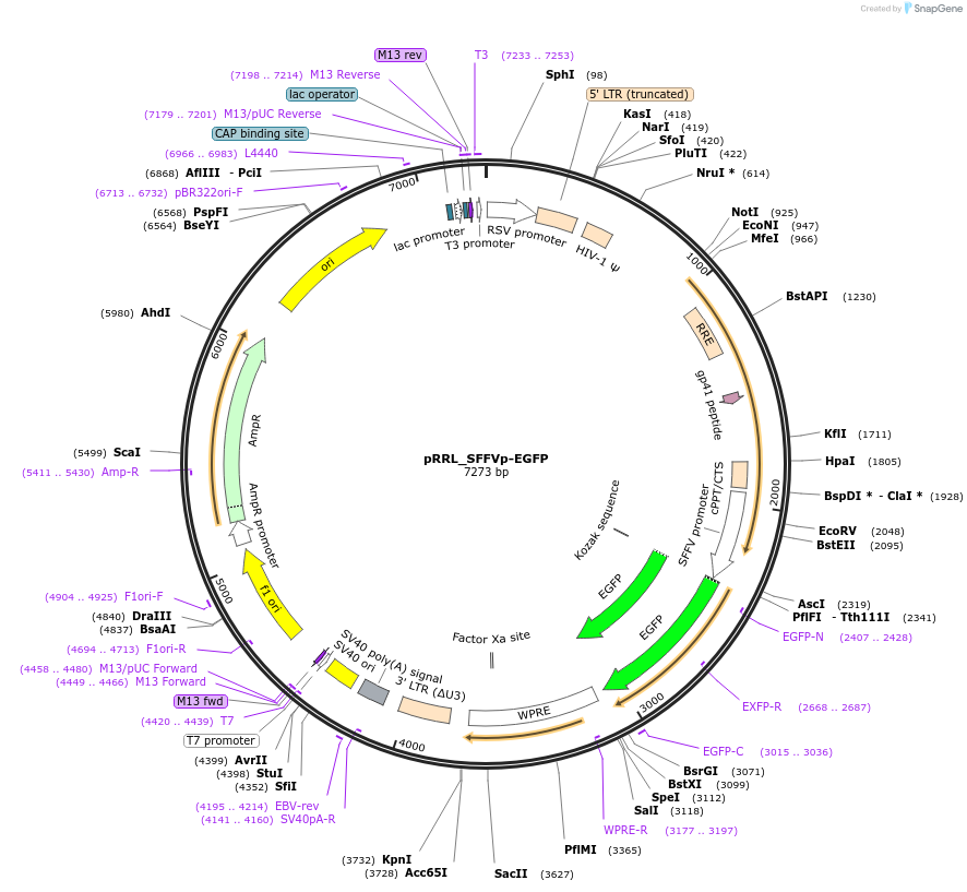 244971-plasmid-map-sequence-id-486779