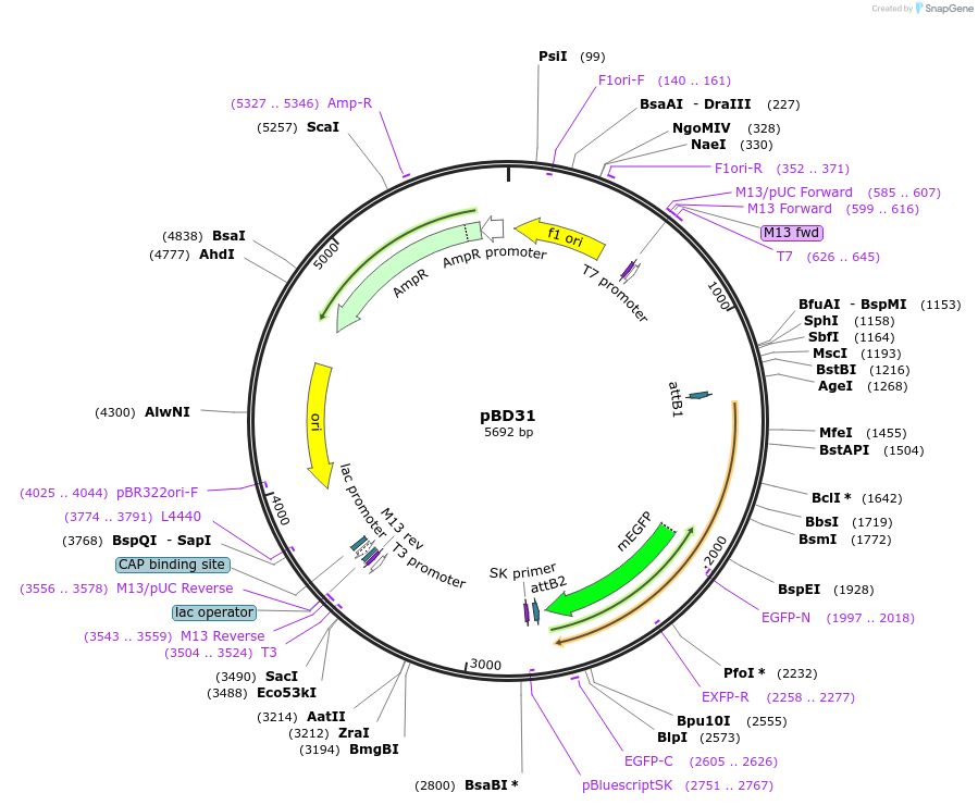 245768-plasmid-map-sequence-id-486785