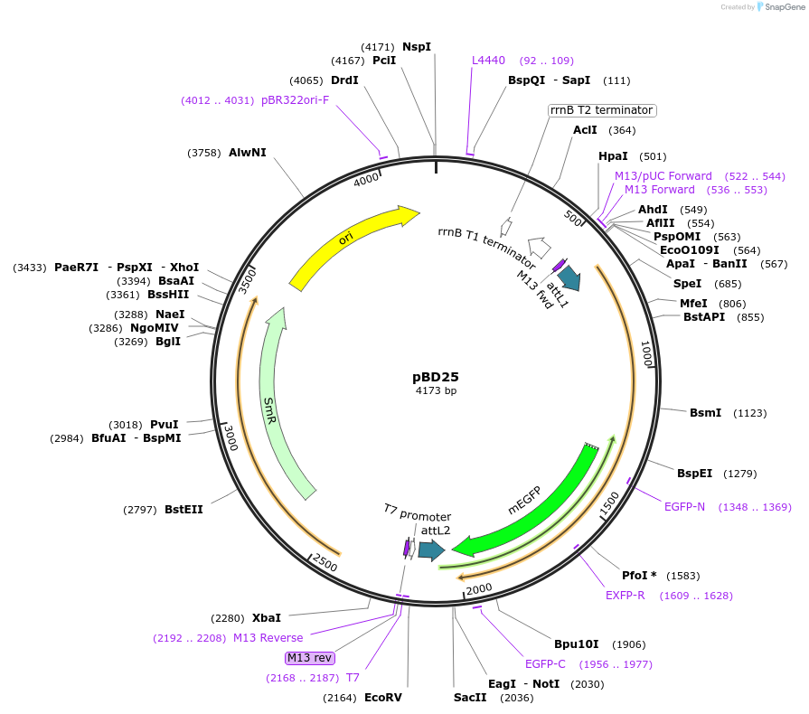 245765-plasmid-map-sequence-id-486792