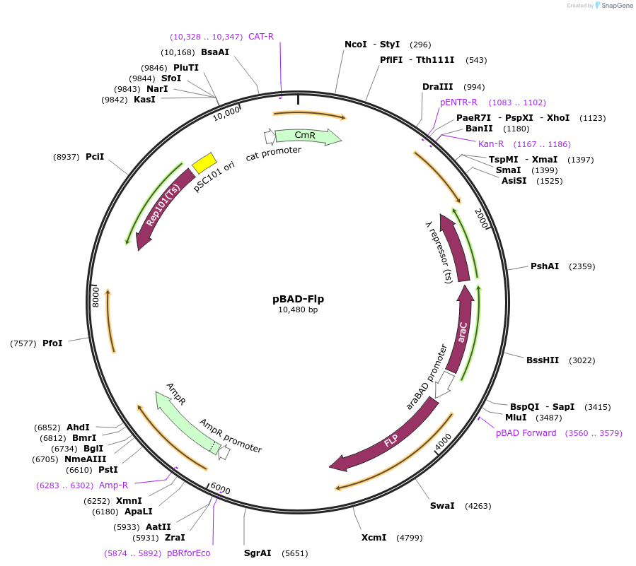 122969-plasmid-map-sequence-id-486814