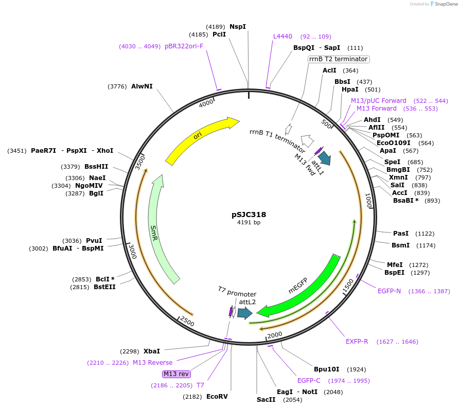 245774-plasmid-map-sequence-id-486817
