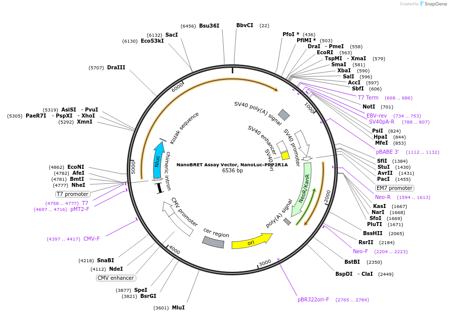 238717-plasmid-map-sequence-id-486822